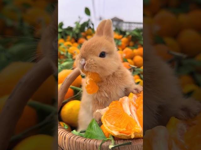 The little rabbit is surrounded by oranges. Cute pet debut plan. Rabbit. Pastoral cute pet.