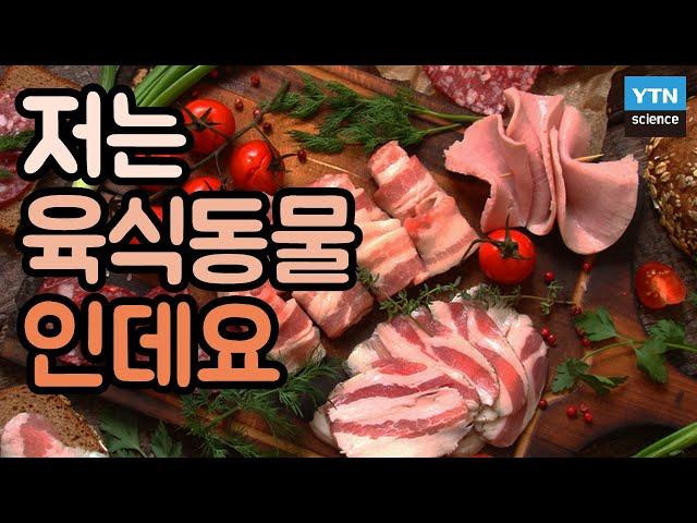 [핫클립] 채식 하면 빨리 늙는다? 육식과 노화의 관계 / YTN 사이언스