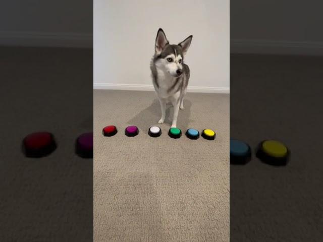 Sapphie the pomsky sassy compilation