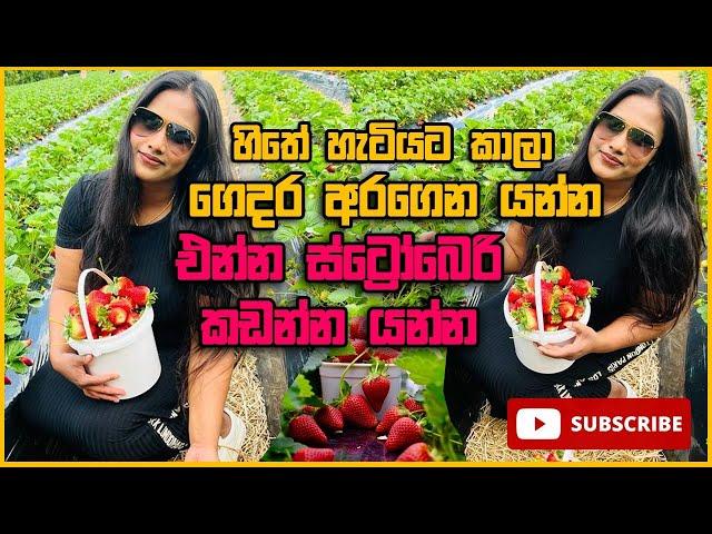 හිතේ හැටියට ස්ට්‍රෝබෙරි කඩන්න යමු | Strawberry Picking in Auckland  | Kia Ora Ayubowan |Vlog 22