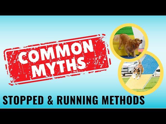 The Science Behind Contact Training Methods: How They Work | Dog Agility Training