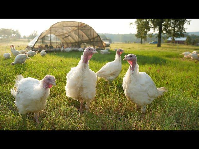 Raising 1,500 Turkeys on Pasture [COMPLETE GUIDE]