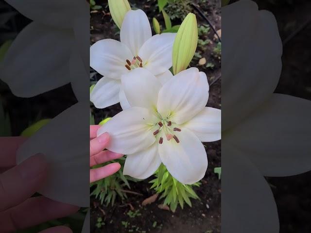 Лилия ла гибрид Литовен #цветы #мойсад #краснодар #lilium #лилия #сад #цветывсаду #garden #flower