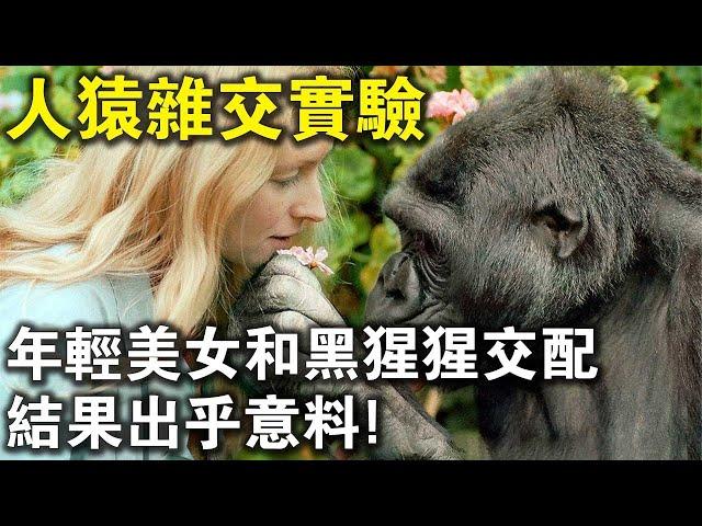 世界最恐怖“人猿雜交”實驗！5名年輕美女與20只黑猩猩交配，結果，猩猩卒？