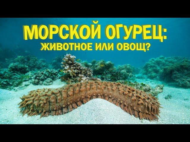 Sea cucumbers | What Is a Sea Cucumber? | The Wonderful World of Invertebrates