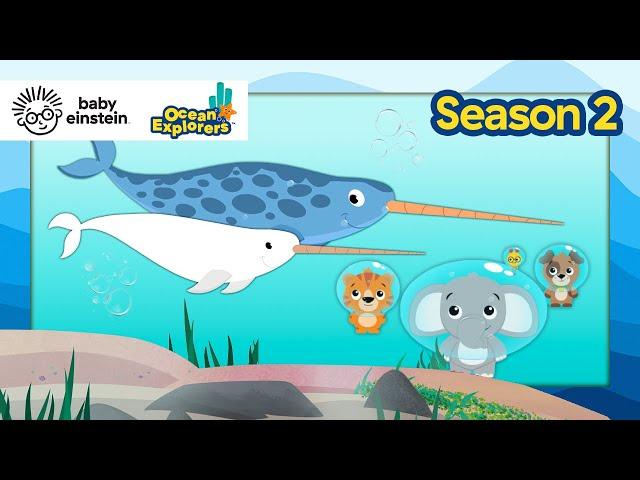 Let's Explore: Patterns with Narwhals! | Ocean Explorers Season 2 | Baby Einstein | Education Show