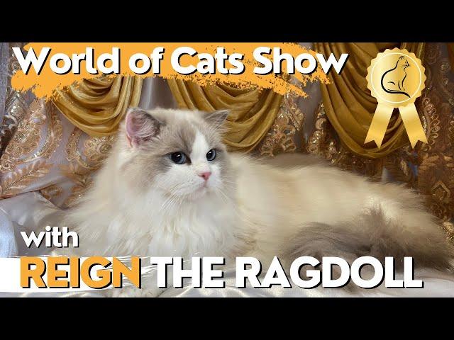 Ragdoll Cat Goes to the World of Cats Show