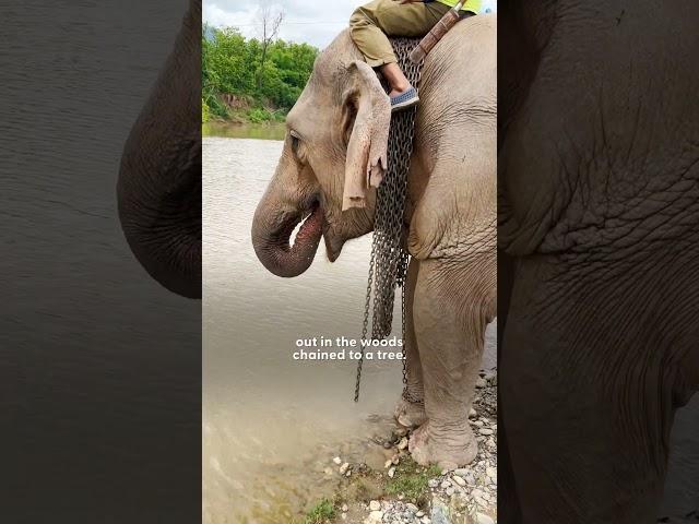 Elephant Chained For 31 Years Realizes She's Free | The Dodo