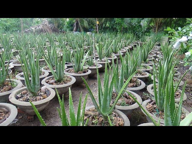 Cây Nha Đam Bị Úng Vào Mùa Mua. Khang Toàn Channel