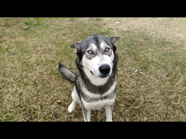 Life with a pet Bison and WolfDogs