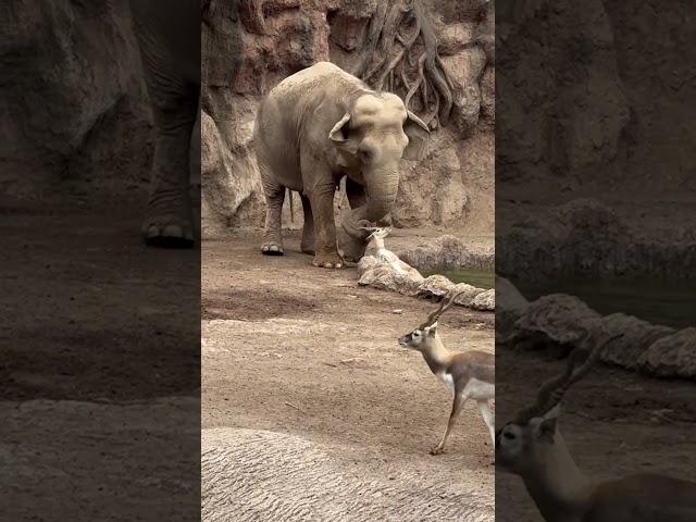 Elephant Saves Drowning Gazelle  
