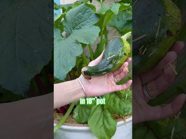 One easy fast growing vegetable to grow! The zucchini!
