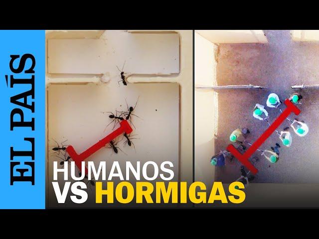 HUMANOS CONTRA HORMIGAS: el experimento del laberinto | EL PAÍS