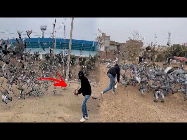 Aaj road se Fancy pigeon paker liya  || how to catch pigeons ||