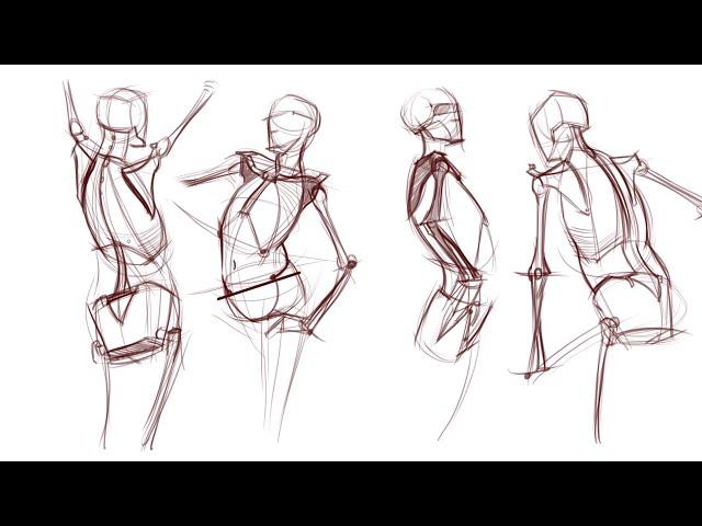 Sleleton studies torso