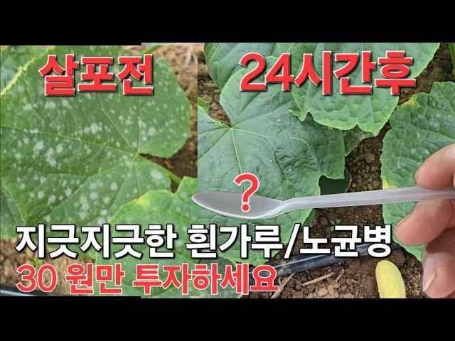 흰가루/노균 30원이면 완전해결#White powder/downy mildew is cured with just this#농사유튜브