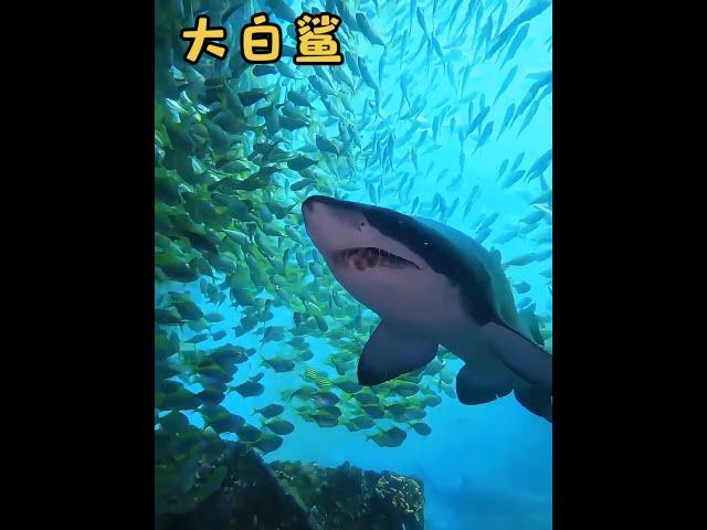 大白鯊能打的過虎鯨嗎？#動物科普#大白鯊#虎鯨#奇妙的動物