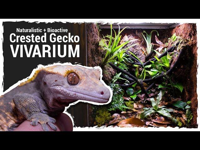 Naturalistic + Bioactive Crested Gecko Vivarium (Housing Henry 2.0)