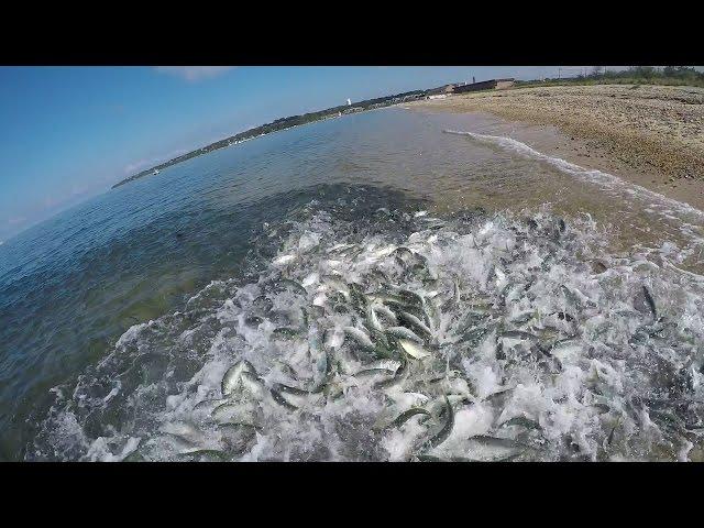 Giant Bluefish. Underwater Feeding Frenzy & Underwater Popper Strikes.