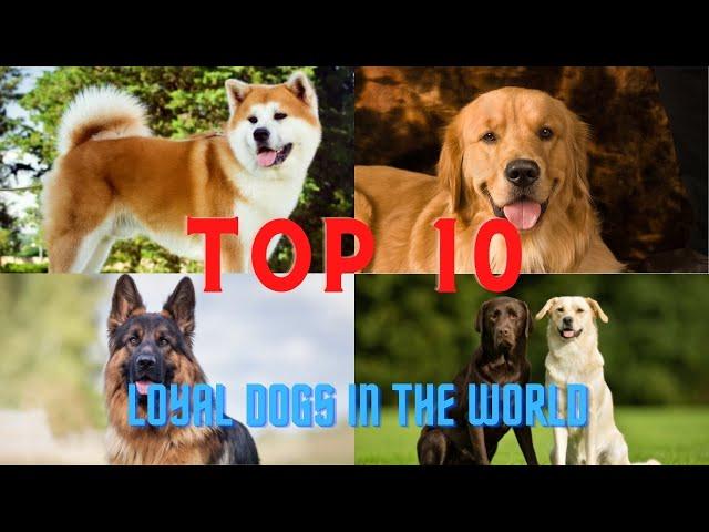 The 10 Extreme Loyal Dog Breeds | Fast & Curious