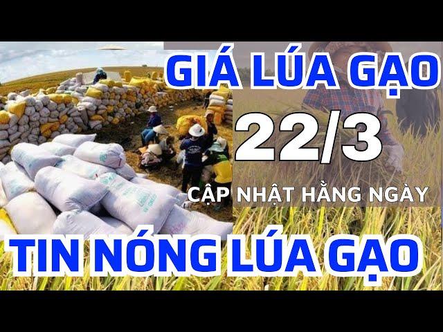 Giá lúa gạo hôm nay 22/3/2025 -GẠO TĂNG MAMH5 Giá lúa tươi tại ruộng |GIÁ LÚA GẠO NGÀY NAY