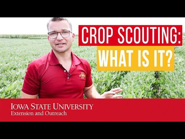 Crop Scouting: WHAT is Crop Scouting and WHY should we do it