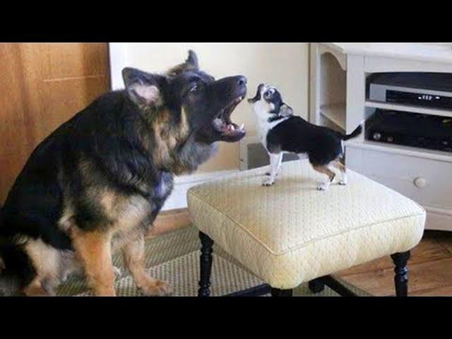 Funny Dogs Barking and Howling Compilation 