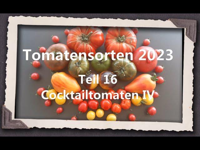 Tomatensorten 2023 Teil 16 - Cocktailtomaten IV