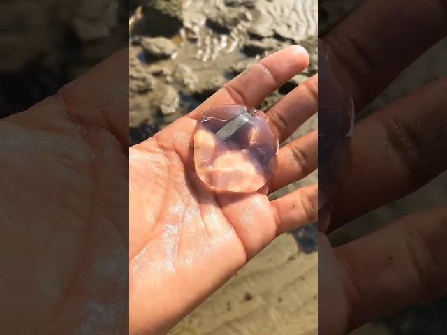 I am back with magic with sea jellyfish  #seacreatures #oceanographer #shorts