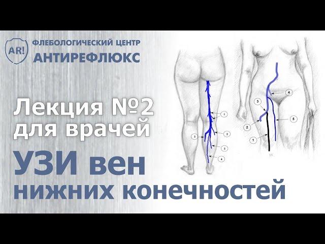 УЗИ вен лекция 2. Схема ультразвукового сканирования вен
