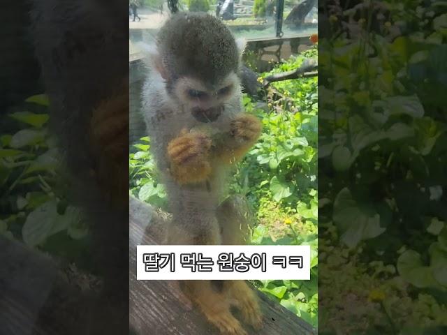 원숭이가 딸기를 먹는 기발한 방법 #청주동물원 #원숭이