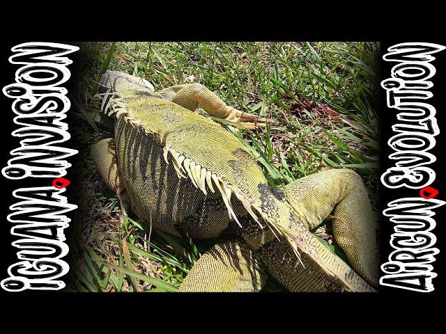 Invasive Green Iguana Hunt | Airgun Pest Control | Airgun Evolution