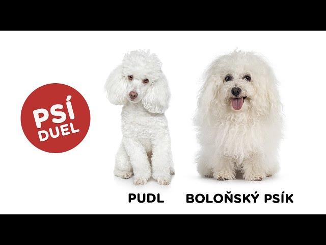 Psí duel - Pudl vs Boloňský psík - Tlapka TV