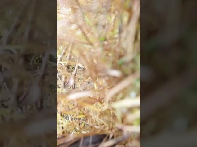 Grumpy grizzly bear released back into the wild