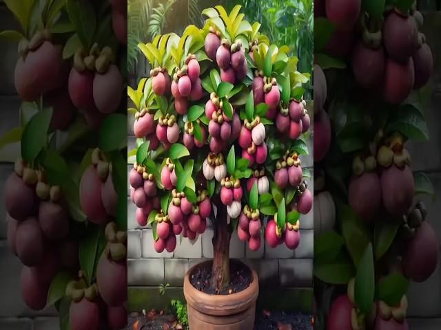 New Proses harvesting Kahu skill #fruiting #gardening
