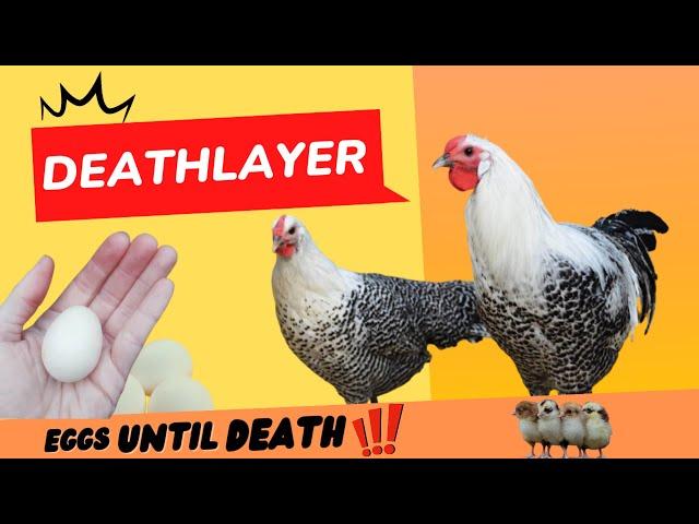 Deathlayer Chickens|Westfälischer Totleger| an egg  production factory|Rare German chicken breeds