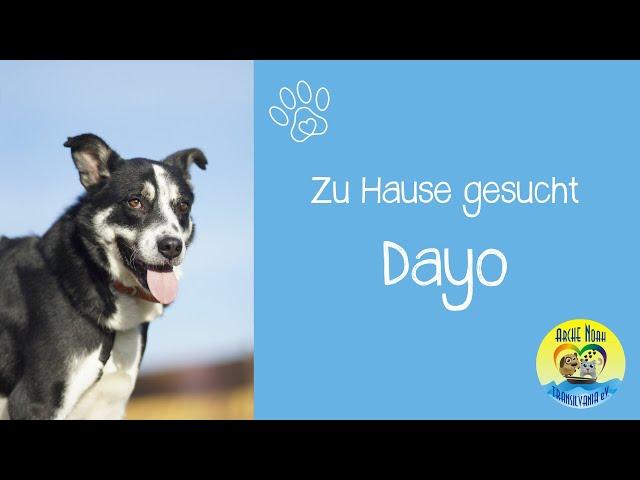  |DAYO - zu Hause gesucht| 