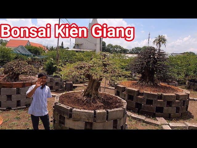 Khám phá khu vườn hàng ngàn tác phẩm cây Bonsai ở Kiên Giang