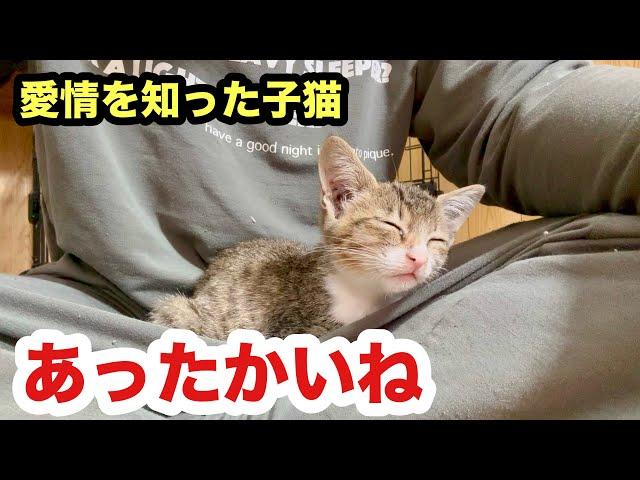 もうひとりになりたくない！ヒザに乗るかすれ声の子猫／温もりを感じていたい保護子猫