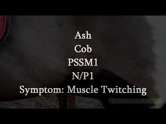 Symptoms Of PSSM1- Muscle Twitching (Ash)