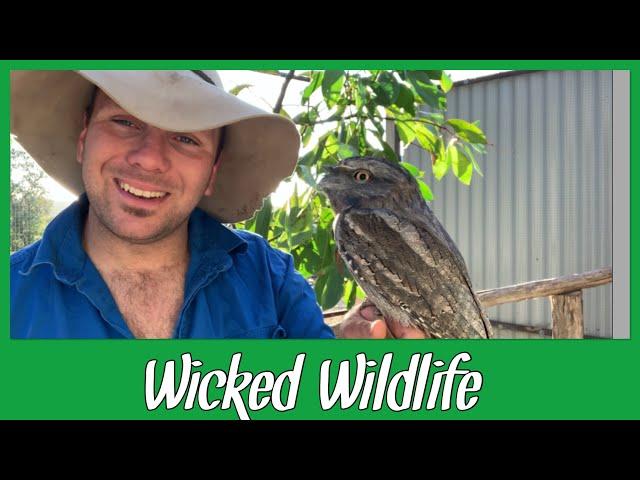 The Tawny Frog Mouth