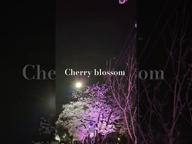 윤중로 벚꽃축제 #cherryblossom #sakura #flowers #벚꽃 #festival #healing #힐링 #봄 #spring #love #사랑 #꽃 #설렘