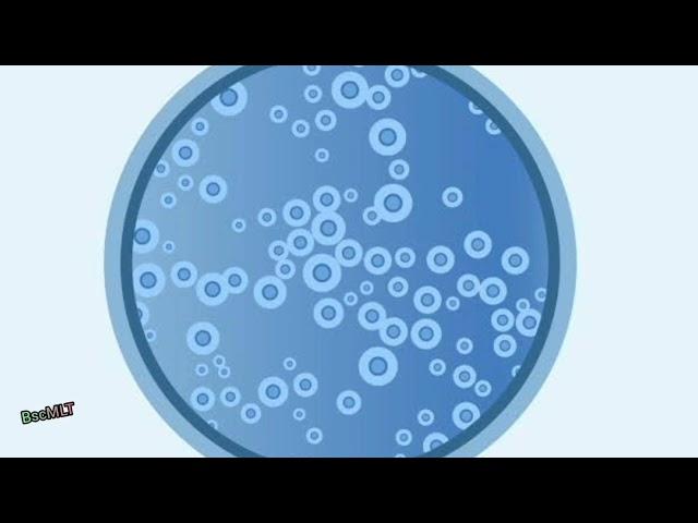 Cryptococcosis | CRYPTOCOCCUS NEOFORMANS | #BscMLT