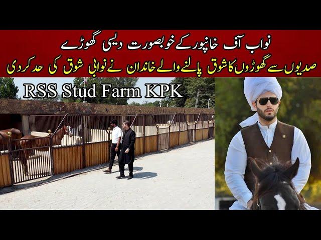 The most beautiful desi Horses Breed at RSS stud farm || Raja Shahab Sikander Stud farm KPK Pakistan