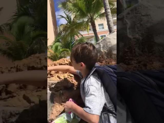 Aruba Iguana