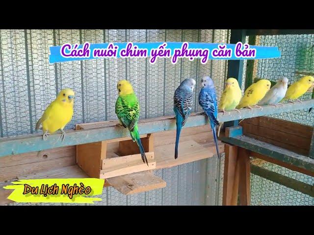 Giới thiệu chuồng chim Yến Phụng #budgies