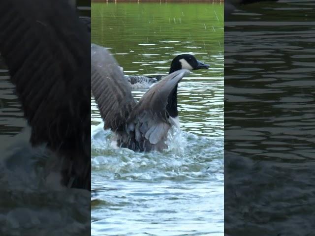 Funny Geese - Funny Ducks