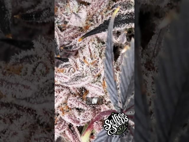 Purple Strains PURPLE STRAINS  karaoke with me and go deaf