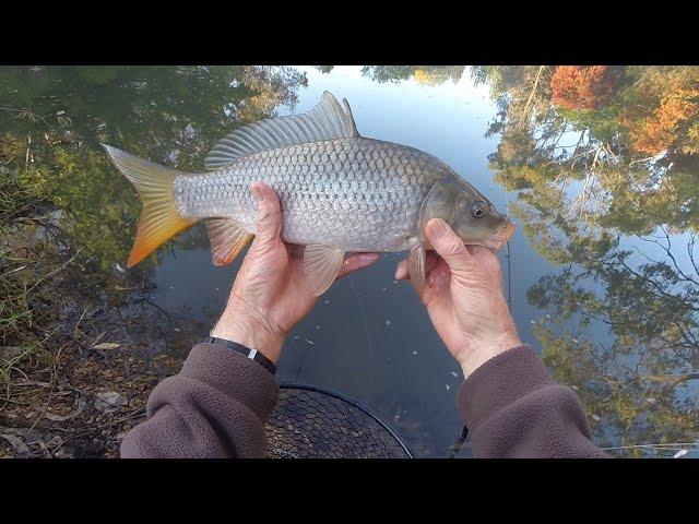 When things just go wrong ...... #urbanpondfishing #pondfishing #carpfishing #carp #minidisasters