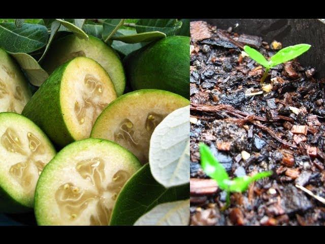 How to Grow Feijoa's from Seed.